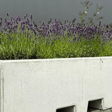 Lichtgrijze betonnen afzetblok/bloembak met lepelgaten, gevuld met paarse lavendelplanten.