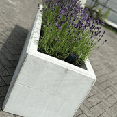 Lichtgrijze betonnen afzetblok/bloembak met lepelgaten, gevuld met paarse lavendel.