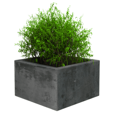Antraciet betonnen plantenbak, vierkant model, gevuld met groen struikgewas.