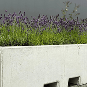 Grijze betonnen plantenbak met lepelgaten, gevuld met lavendel.