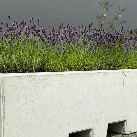 Grijze betonnen plantenbak met lepelgaten, gevuld met lavendel.